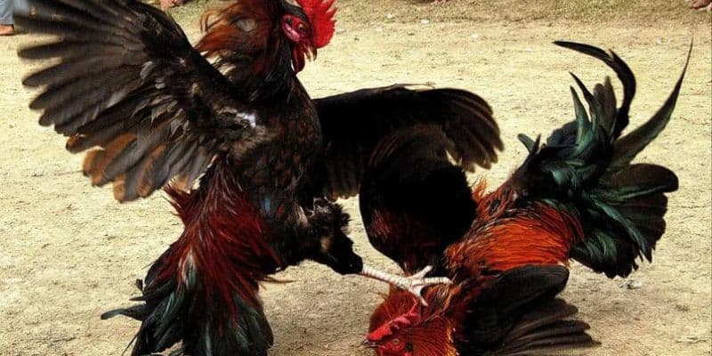 Thời gian diễn ra một trận chiến gà cựa dao theo quy định